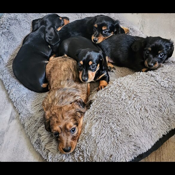 Dachshund (Standard &amp; Miniature) - Both