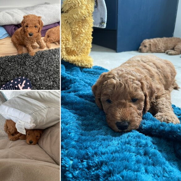 Goldendoodle - Dogs