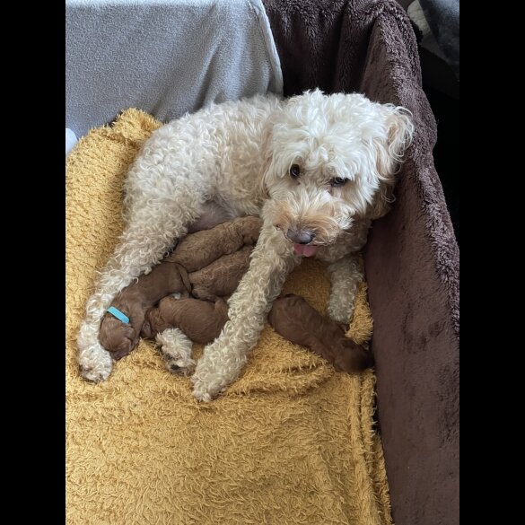 Goldendoodle - Dogs