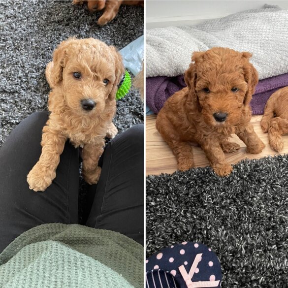 Goldendoodle - Dogs