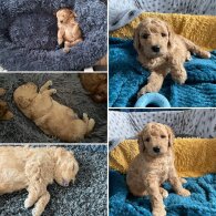 Goldendoodle - Dogs