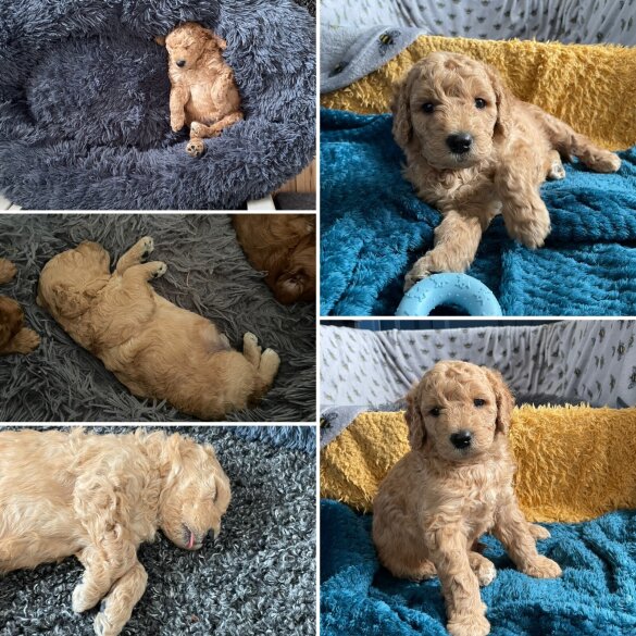 Goldendoodle - Dogs