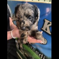 Labradoodle - Both