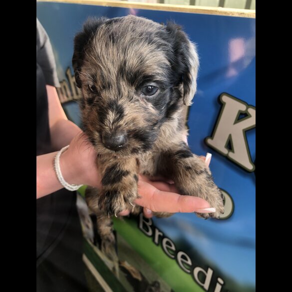 Labradoodle - Both