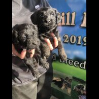 Labradoodle - Both