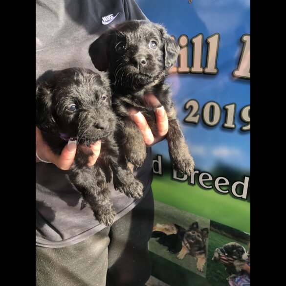 Labradoodle - Both