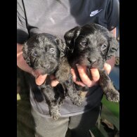 Labradoodle - Both
