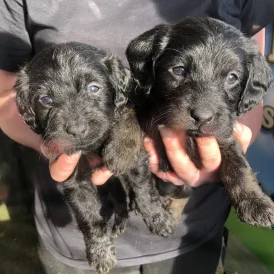 Labradoodle - Both