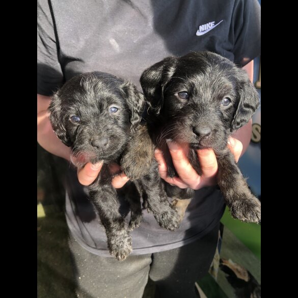 Labradoodle - Both