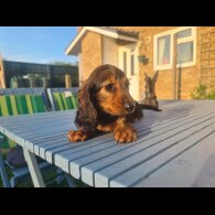 Dachshund (Standard &amp; Miniature) - Both