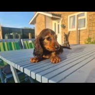 Dachshund (Standard &amp; Miniature) - Both