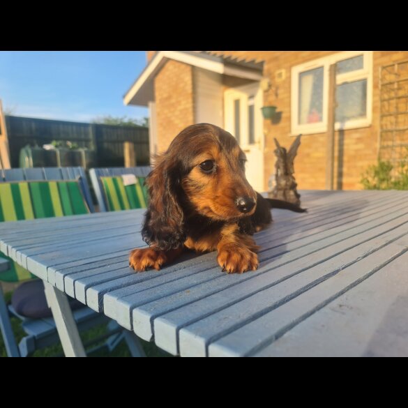 Dachshund (Standard &amp; Miniature) - Both