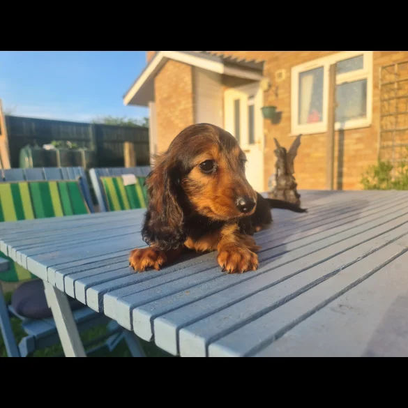 Dachshund (Standard &amp; Miniature) - Both