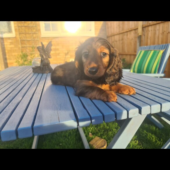 Dachshund (Standard &amp; Miniature) - Both