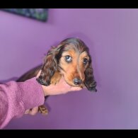 Dachshund (Standard &amp; Miniature) - Both