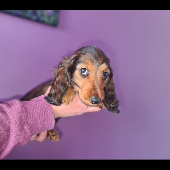 Dachshund (Standard &amp; Miniature) - Both
