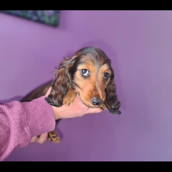 Dachshund (Standard &amp; Miniature) - Both