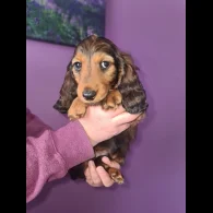 Dachshund (Standard &amp; Miniature) - Both