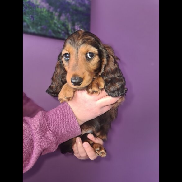 Dachshund (Standard &amp; Miniature) - Both