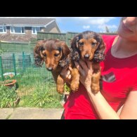 Dachshund (Standard &amp; Miniature) - Both