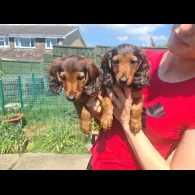 Dachshund (Standard &amp; Miniature) - Both