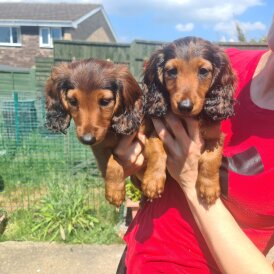 Dachshund (Standard &amp; Miniature) - Both