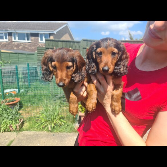 Dachshund (Standard &amp; Miniature) - Both