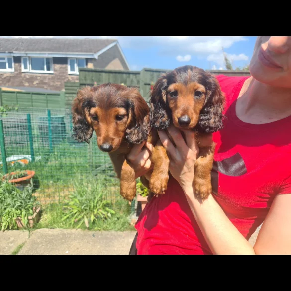 Dachshund (Standard &amp; Miniature) - Both