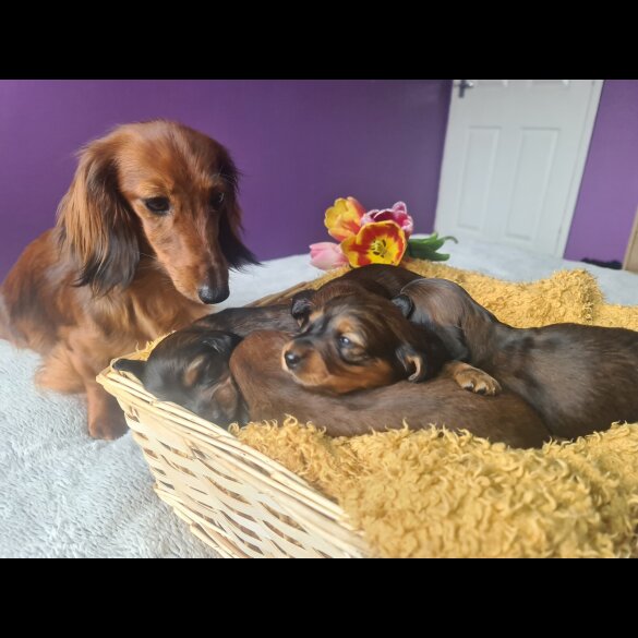 Dachshund (Standard &amp; Miniature) - Both