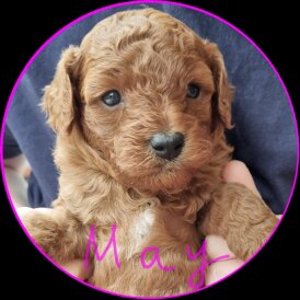 Miniature Poodle - Both