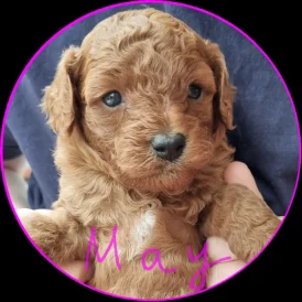Miniature Poodle - Both