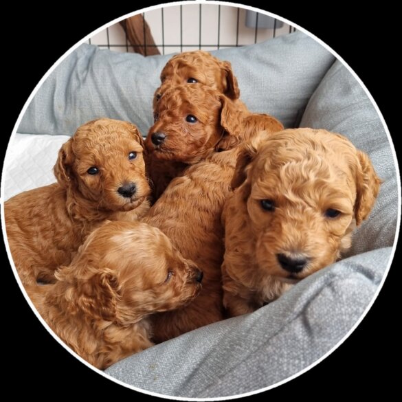 Miniature Poodle - Both
