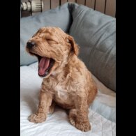 Miniature Poodle - Both