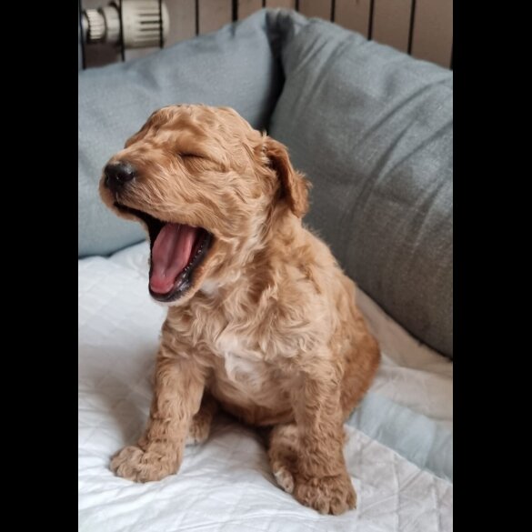 Miniature Poodle - Both