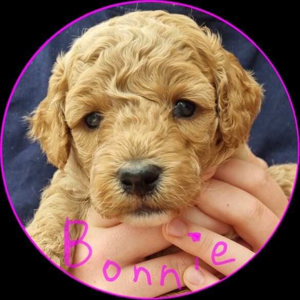 Miniature Poodle - Both