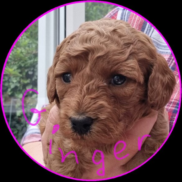 Miniature Poodle - Both
