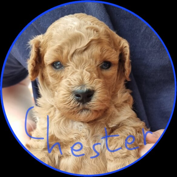 Miniature Poodle - Both