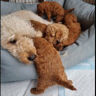 Miniature Poodle - Both