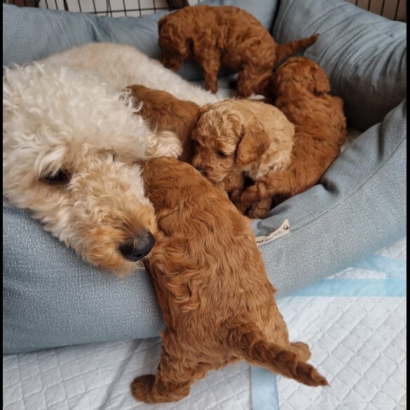 Miniature Poodle - Both