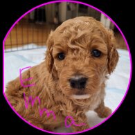 Miniature Poodle - Both