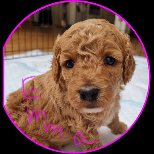 Miniature Poodle - Both