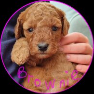 Miniature Poodle - Both