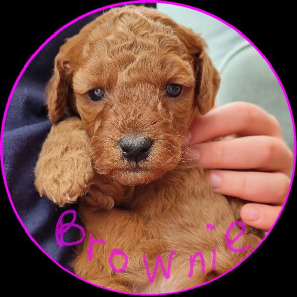 Miniature Poodle - Both
