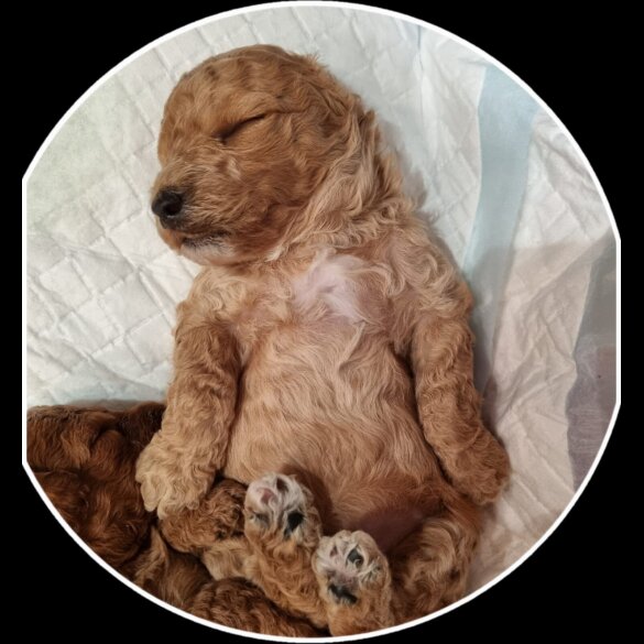 Miniature Poodle - Both