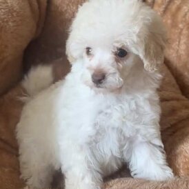 Miniature Poodle - Both