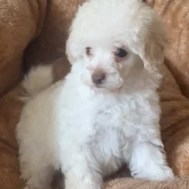 Miniature Poodle - Both