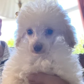 Miniature Poodle - Bitches