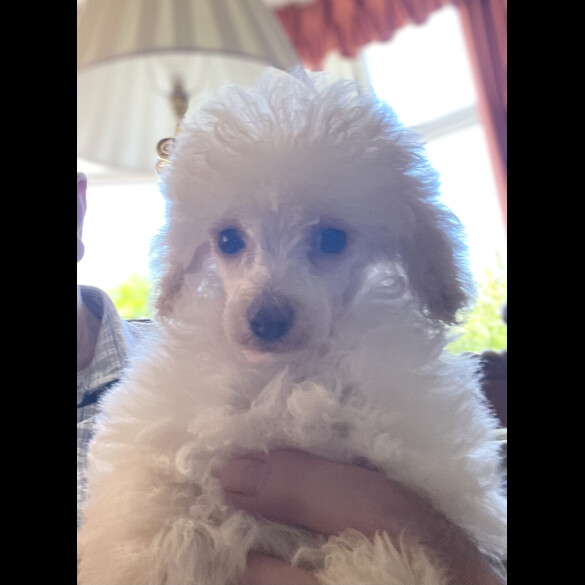 Miniature Poodle - Bitches