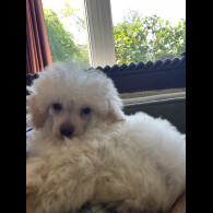 Miniature Poodle - Bitches