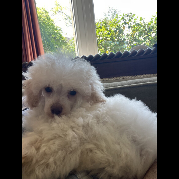 Miniature Poodle - Bitches